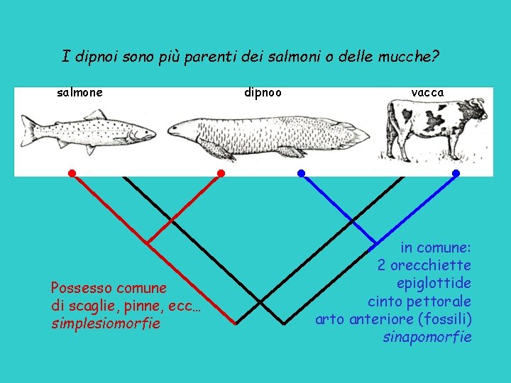 I dipnoi sono più parenti dei salmoni o delle mucche? salmone Possesso comune di