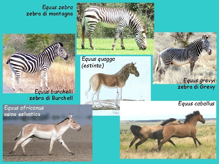 Equus zebra di montagna Equus quagga (estinta) Equus burchelli zebra di Burchell Equus africanus
