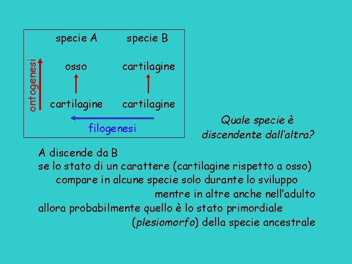 ontogenesi specie A specie B osso cartilagine filogenesi Quale specie è discendente dall’altra? A