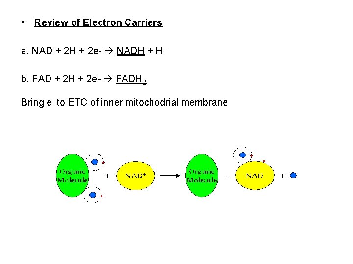  • Review of Electron Carriers a. NAD + 2 H + 2 e-