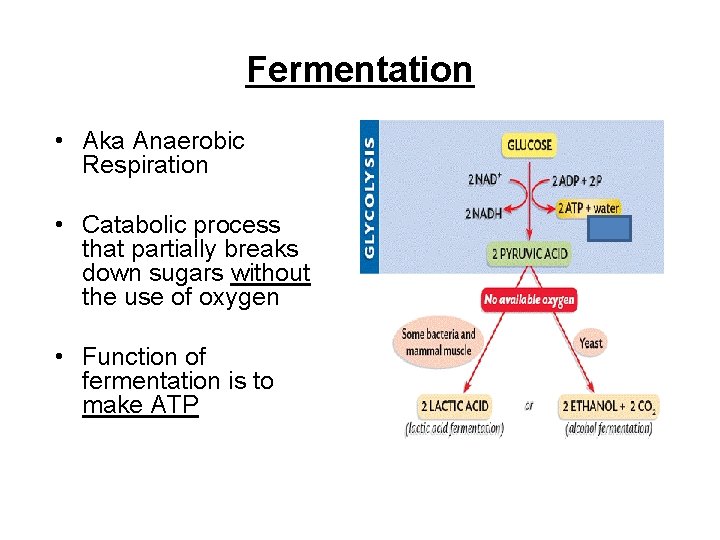 Fermentation • Aka Anaerobic Respiration • Catabolic process that partially breaks down sugars without