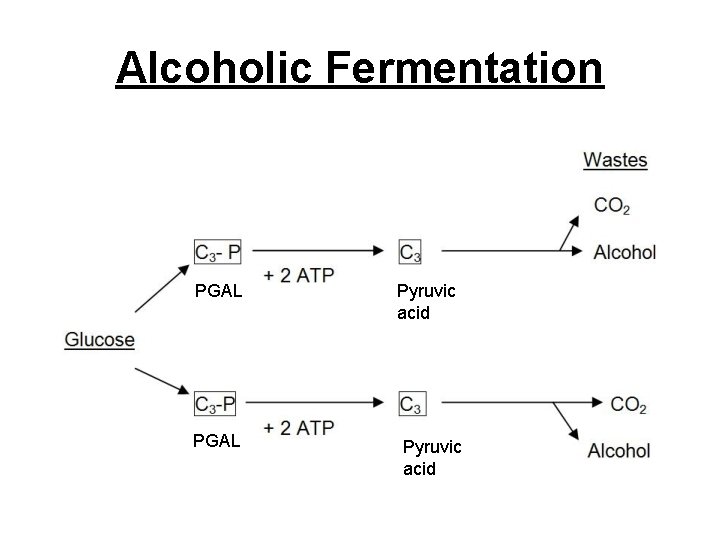 Alcoholic Fermentation PGAL Pyruvic acid 