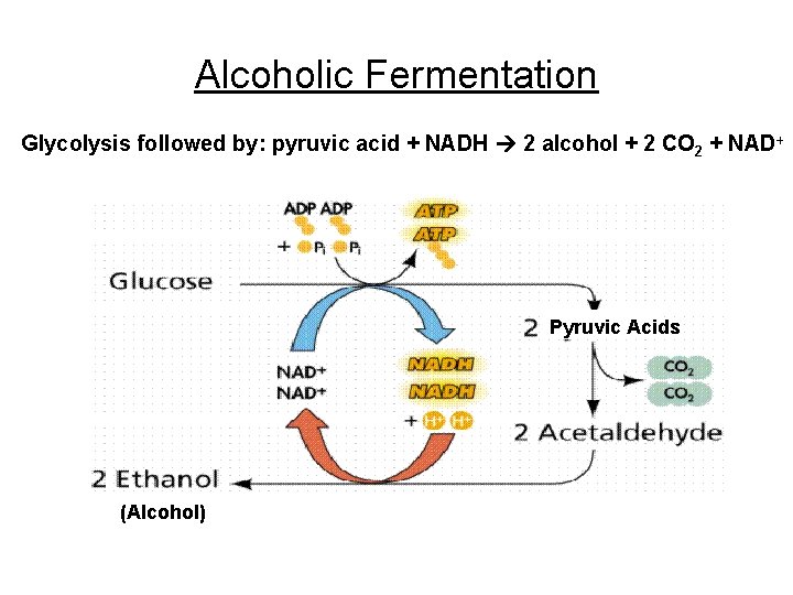 Alcoholic Fermentation Glycolysis followed by: pyruvic acid + NADH 2 alcohol + 2 CO