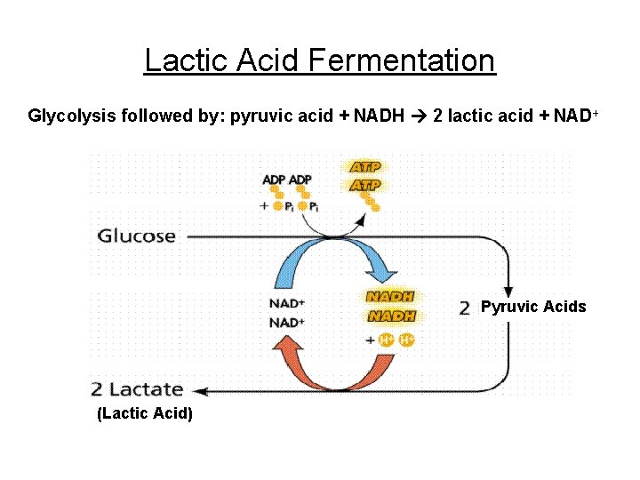 Lactic Acid Fermentation Glycolysis followed by: pyruvic acid + NADH 2 lactic acid +