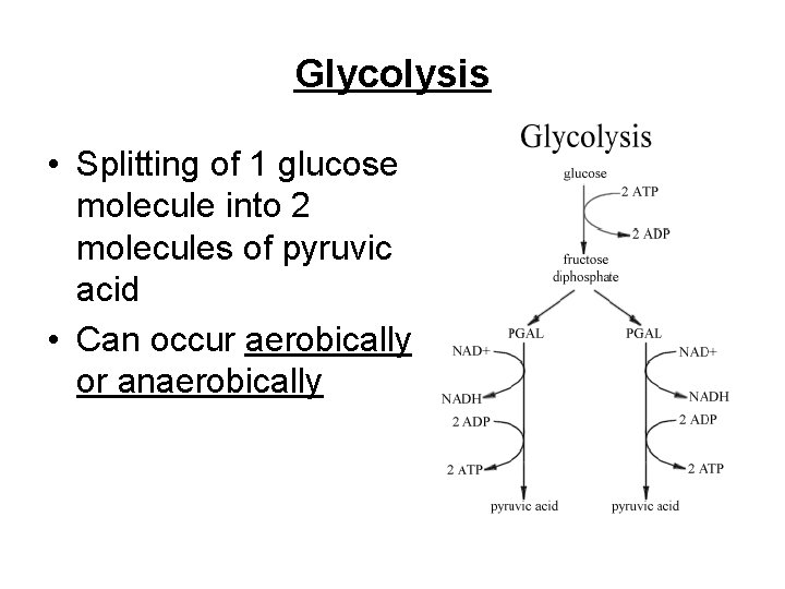 Glycolysis • Splitting of 1 glucose molecule into 2 molecules of pyruvic acid •