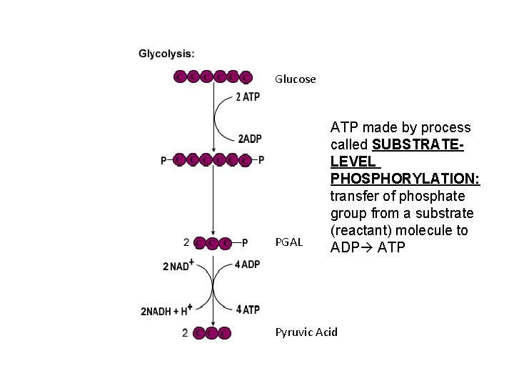 Glucose PGAL ATP made by process called SUBSTRATELEVEL PHOSPHORYLATION: transfer of phosphate group from