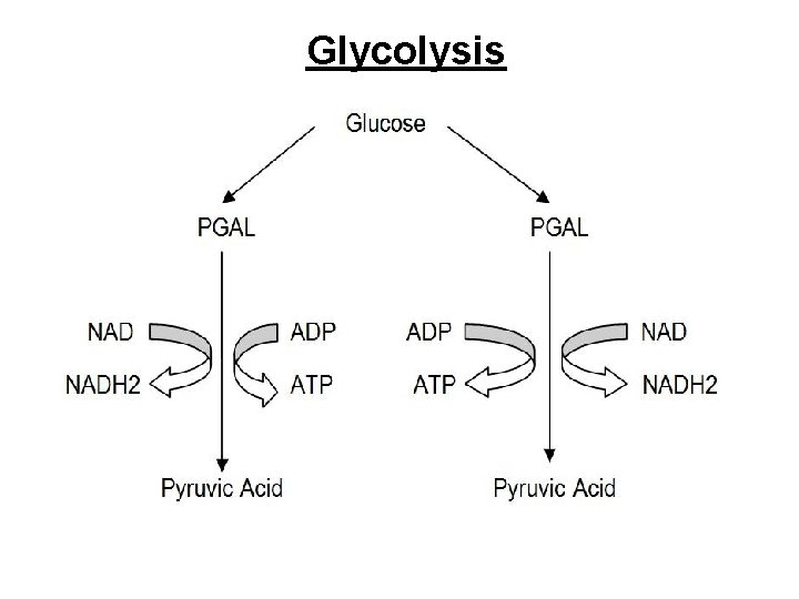 Glycolysis 
