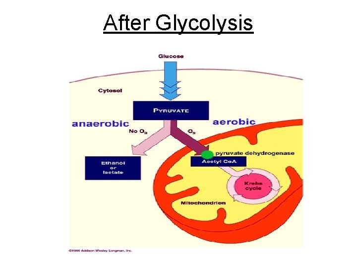 After Glycolysis 