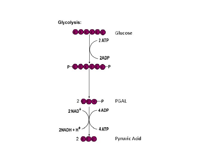 Glucose PGAL Pyruvic Acid 
