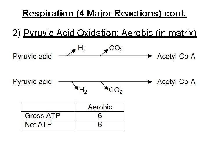 Respiration (4 Major Reactions) cont. 2) Pyruvic Acid Oxidation: Aerobic (in matrix) 