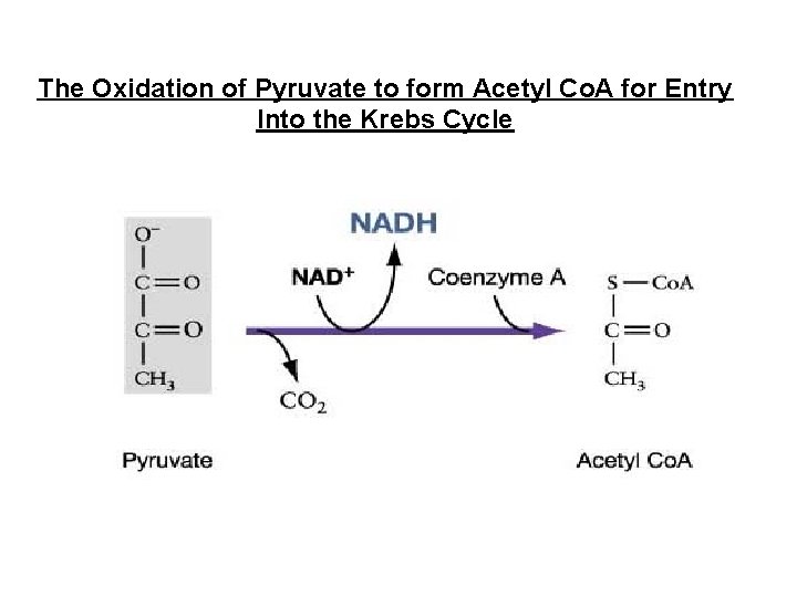 The Oxidation of Pyruvate to form Acetyl Co. A for Entry Into the Krebs