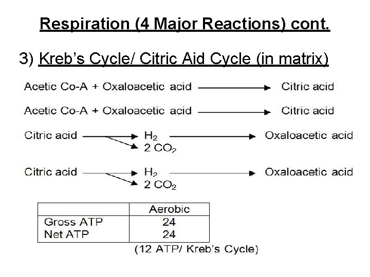 Respiration (4 Major Reactions) cont. 3) Kreb’s Cycle/ Citric Aid Cycle (in matrix) 