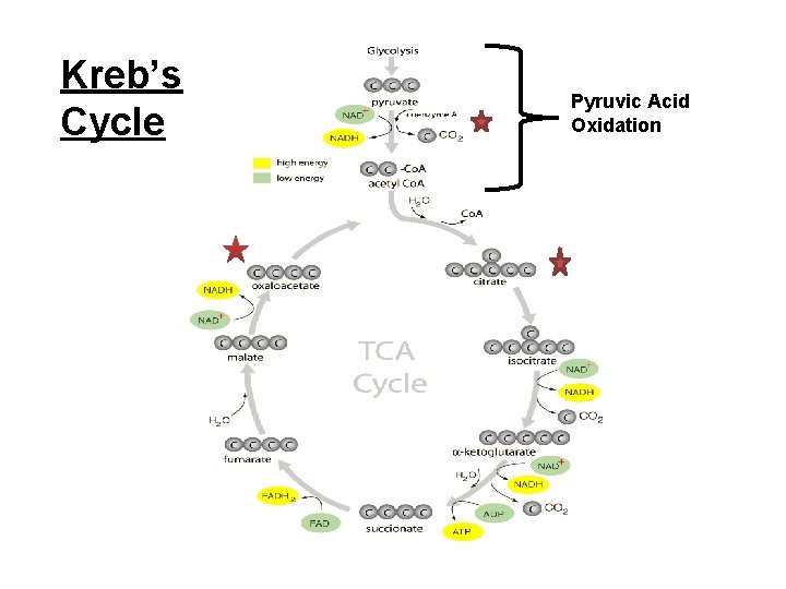 Kreb’s Cycle Pyruvic Acid Oxidation 