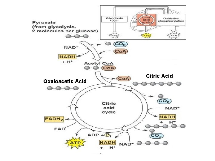 Oxaloacetic Acid Citric Acid 