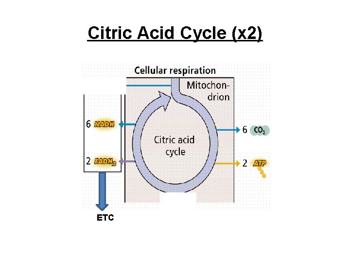 Citric Acid Cycle (x 2) ETC 