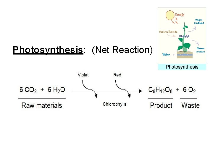 Photosynthesis: (Net Reaction) 