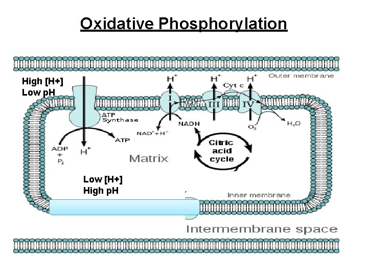 Oxidative Phosphorylation High [H+] Low p. H Low [H+] High p. H 