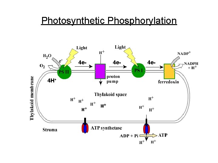 Photosynthetic Phosphorylation 4 e 4 H+ 4 e- 