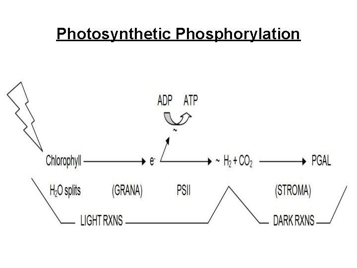 Photosynthetic Phosphorylation 