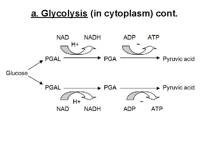a. Glycolysis (in cytoplasm) cont. 