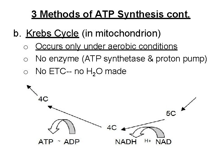 3 Methods of ATP Synthesis cont. b. Krebs Cycle (in mitochondrion) o Occurs only