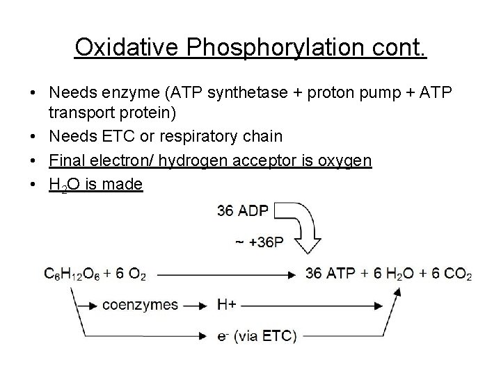 Oxidative Phosphorylation cont. • Needs enzyme (ATP synthetase + proton pump + ATP transport