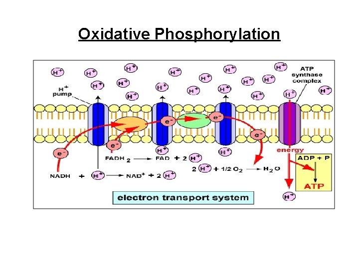 Oxidative Phosphorylation 