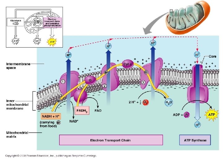 Oxidative Phosphorylation 