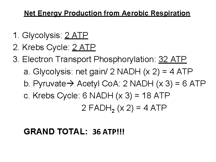 Net Energy Production from Aerobic Respiration 1. Glycolysis: 2 ATP 2. Krebs Cycle: 2