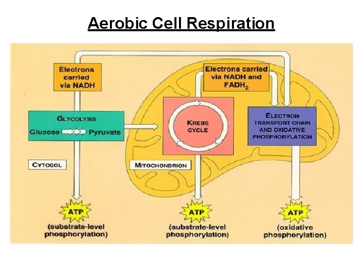 Aerobic Cell Respiration 