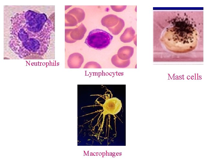 Neutrophils Lymphocytes Macrophages Mast cells 