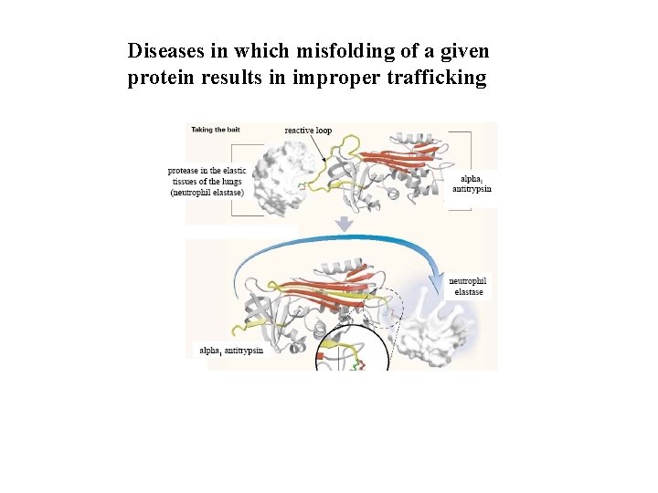 Diseases in which misfolding of a given protein results in improper trafficking 