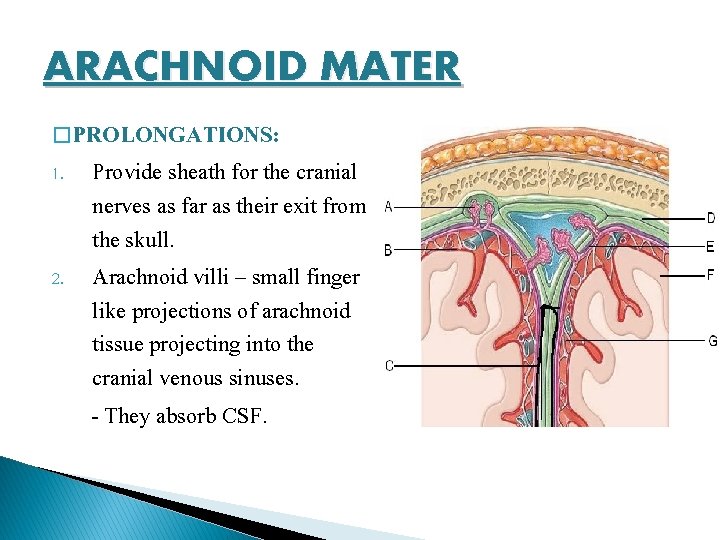 ARACHNOID MATER � PROLONGATIONS: 1. 2. Provide sheath for the cranial nerves as far