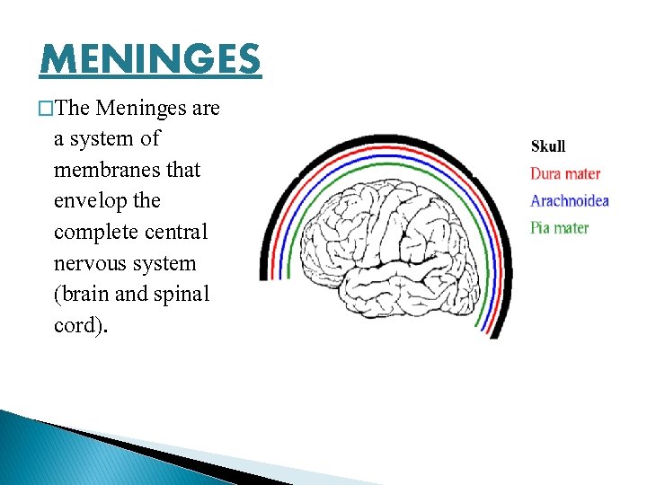 MENINGES �The Meninges are a system of membranes that envelop the complete central nervous