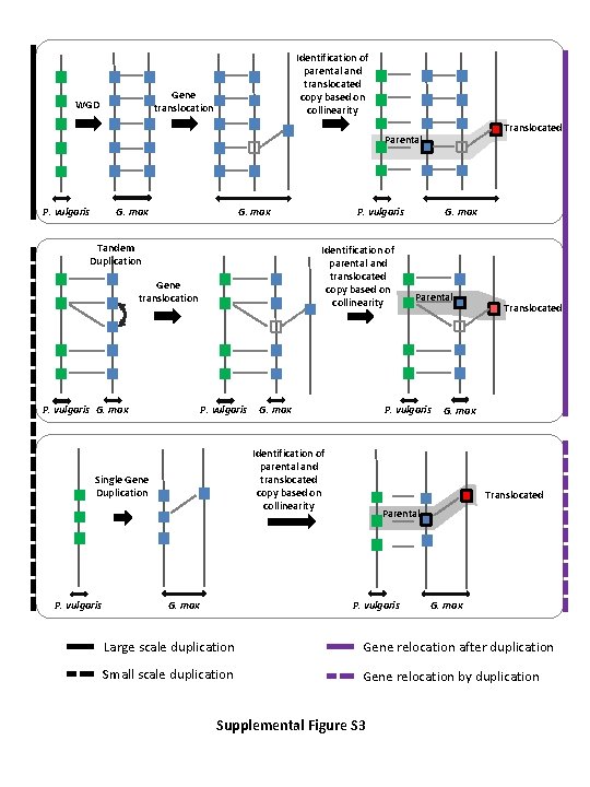 Identification of parental and translocated copy based on collinearity Gene translocation WGD Translocated Parental