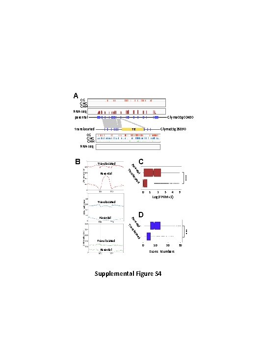 A CG CHH RNA-seq parental Glyma 01 g 02480 translocated CG CHH RNA-seq Parental