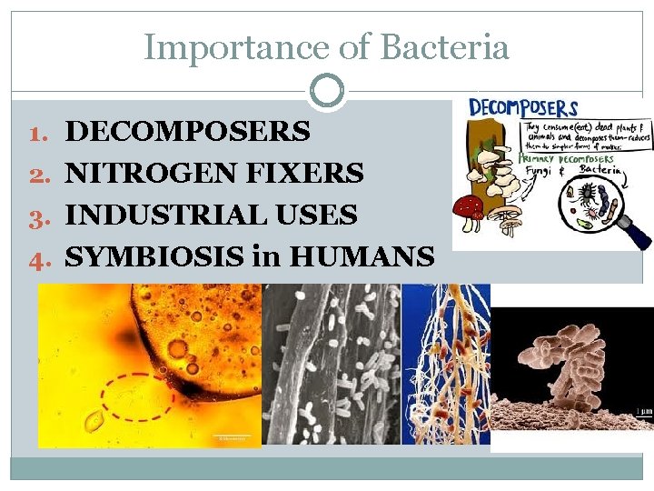 Importance of Bacteria 1. DECOMPOSERS 2. NITROGEN FIXERS 3. INDUSTRIAL USES 4. SYMBIOSIS in