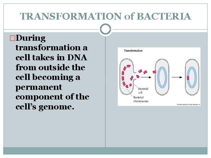 TRANSFORMATION of BACTERIA �During transformation a cell takes in DNA from outside the cell