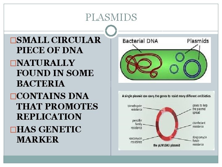 PLASMIDS �SMALL CIRCULAR PIECE OF DNA �NATURALLY FOUND IN SOME BACTERIA �CONTAINS DNA THAT