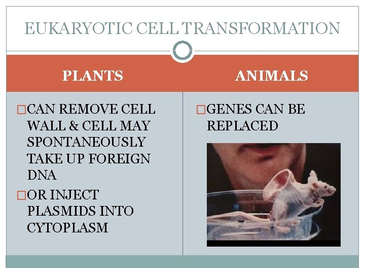 EUKARYOTIC CELL TRANSFORMATION PLANTS �CAN REMOVE CELL WALL & CELL MAY SPONTANEOUSLY TAKE UP