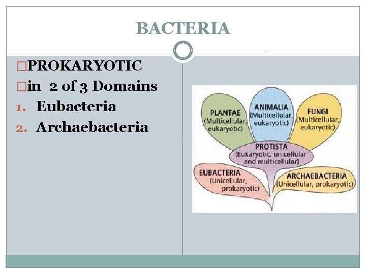 BACTERIA �PROKARYOTIC �in 2 of 3 Domains 1. Eubacteria 2. Archaebacteria 