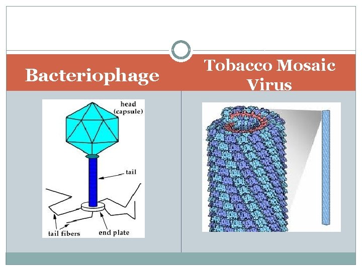 Bacteriophage Tobacco Mosaic Virus 