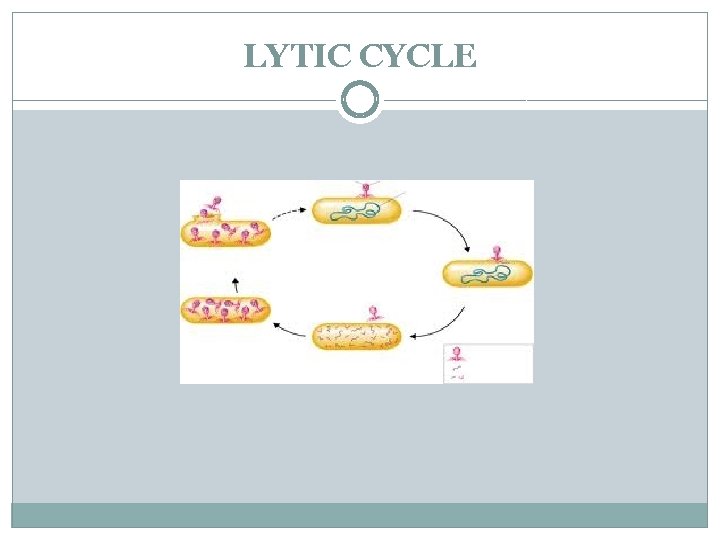 LYTIC CYCLE 