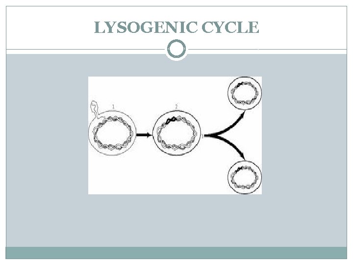 LYSOGENIC CYCLE 