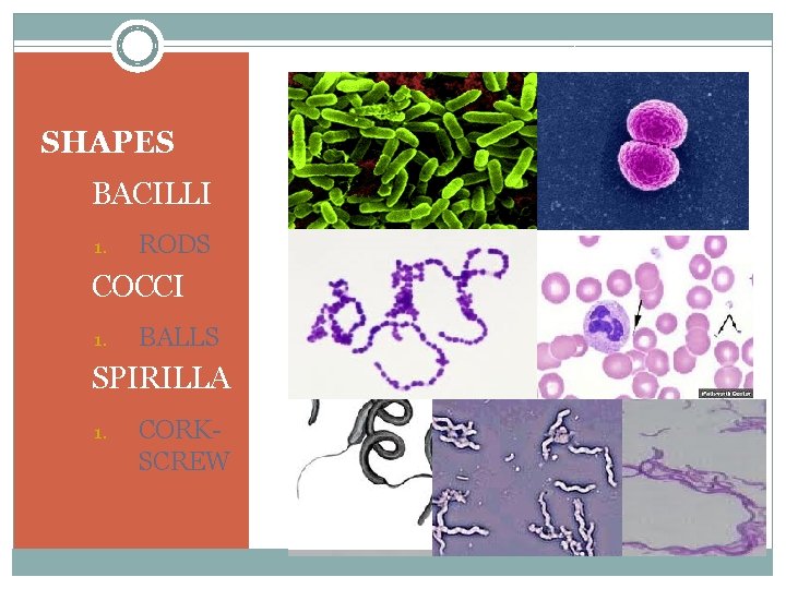 SHAPES 1. BACILLI 1. RODS 2. COCCI 1. BALLS 3. SPIRILLA 1. CORKSCREW 