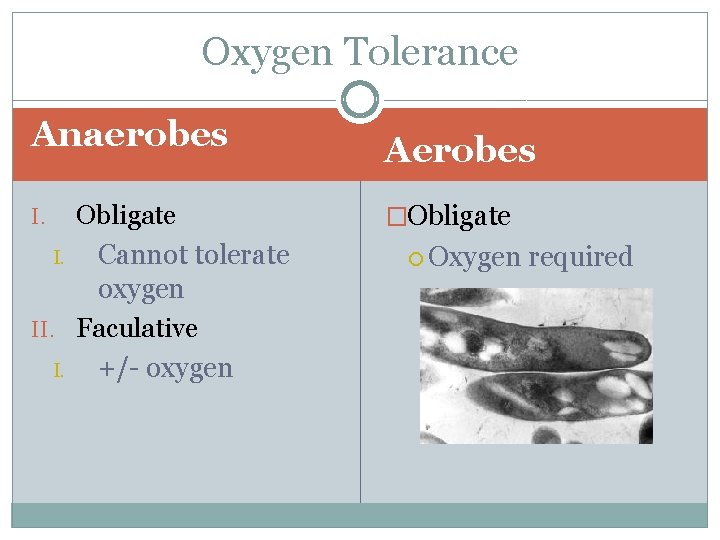 Oxygen Tolerance Anaerobes Obligate I. Cannot tolerate oxygen II. Faculative I. +/- oxygen I.
