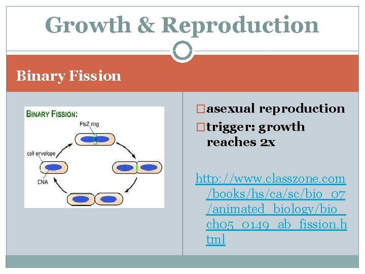Growth & Reproduction Binary Fission �asexual reproduction �trigger: growth reaches 2 x http: //www.