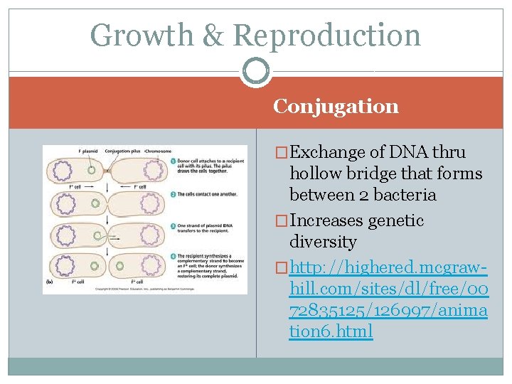 Growth & Reproduction Conjugation �Exchange of DNA thru hollow bridge that forms between 2
