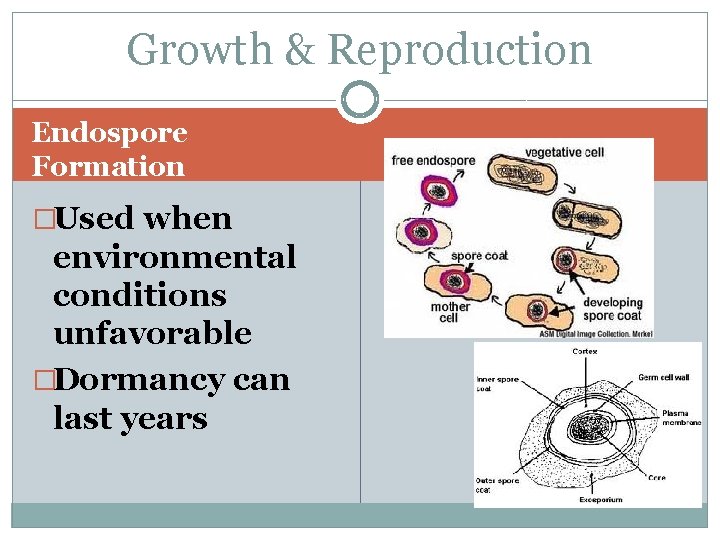 Growth & Reproduction Endospore Formation �Used when environmental conditions unfavorable �Dormancy can last years