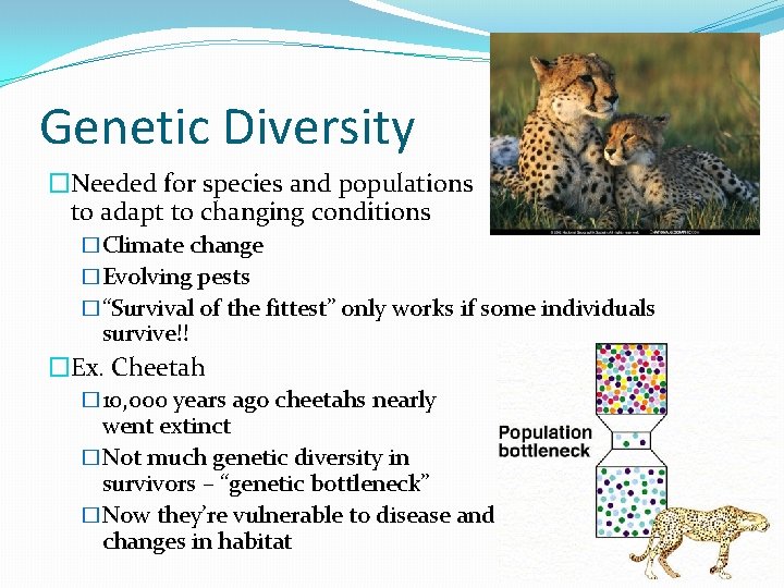 Genetic Diversity �Needed for species and populations to adapt to changing conditions �Climate change